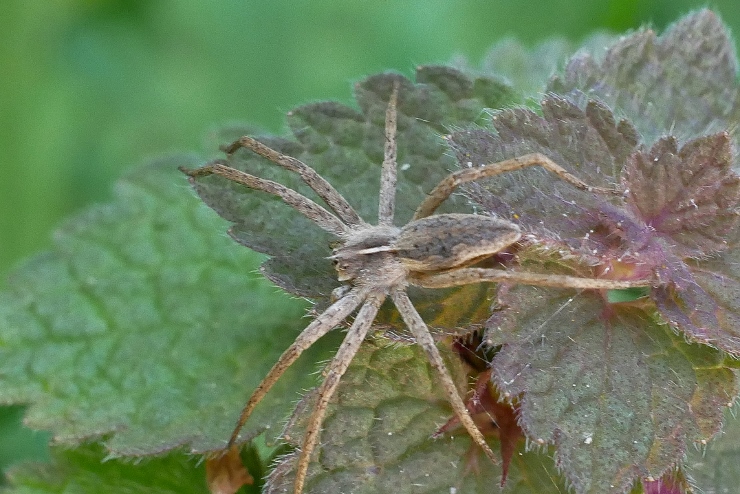 Pisaura mirabilis ?.